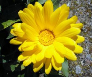 Flor de caléndula amarilla. Caléndula arvensis