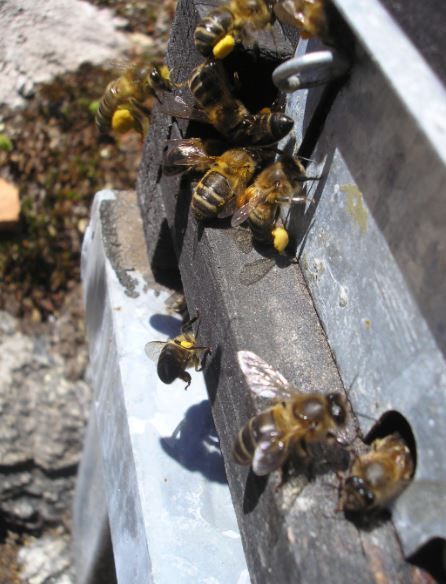 El increíble mundo de las abejas